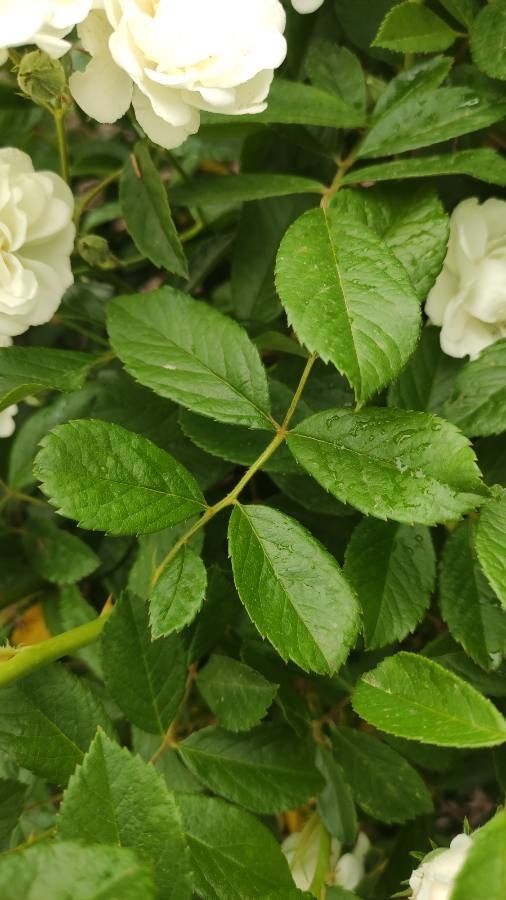 Rosa moschata — difficulty difficulty houseplant