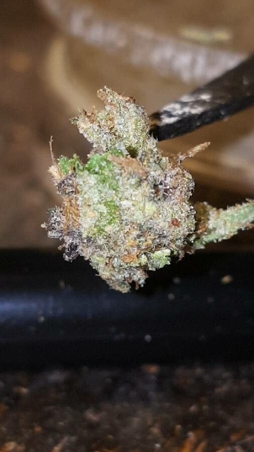 Cannabis indica fruit