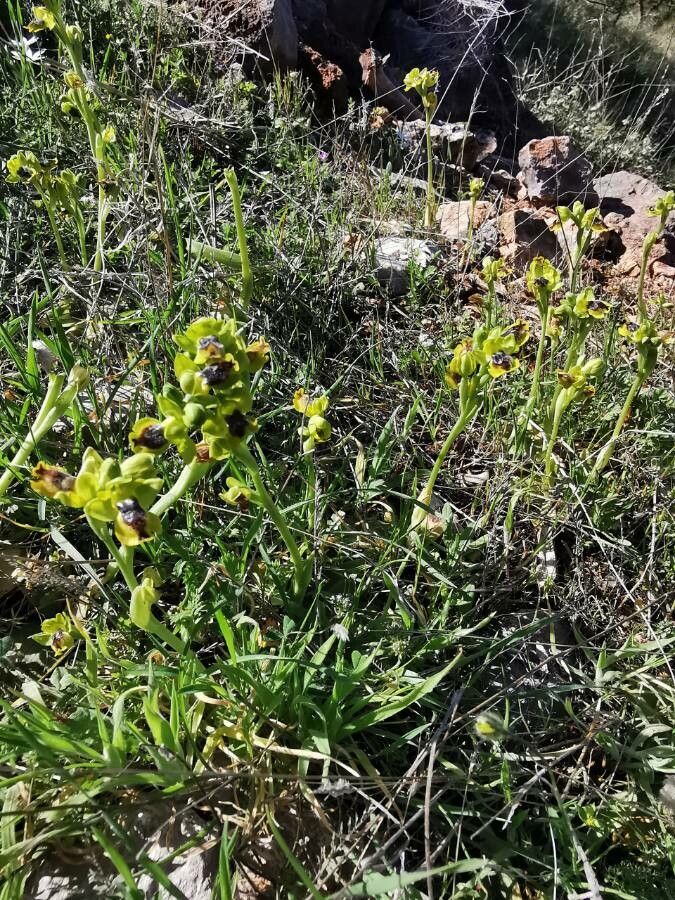 Ophrys sicula flower