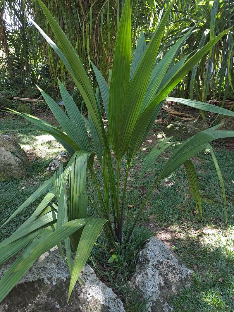 Curculigo seychellensis — houseplant care guide