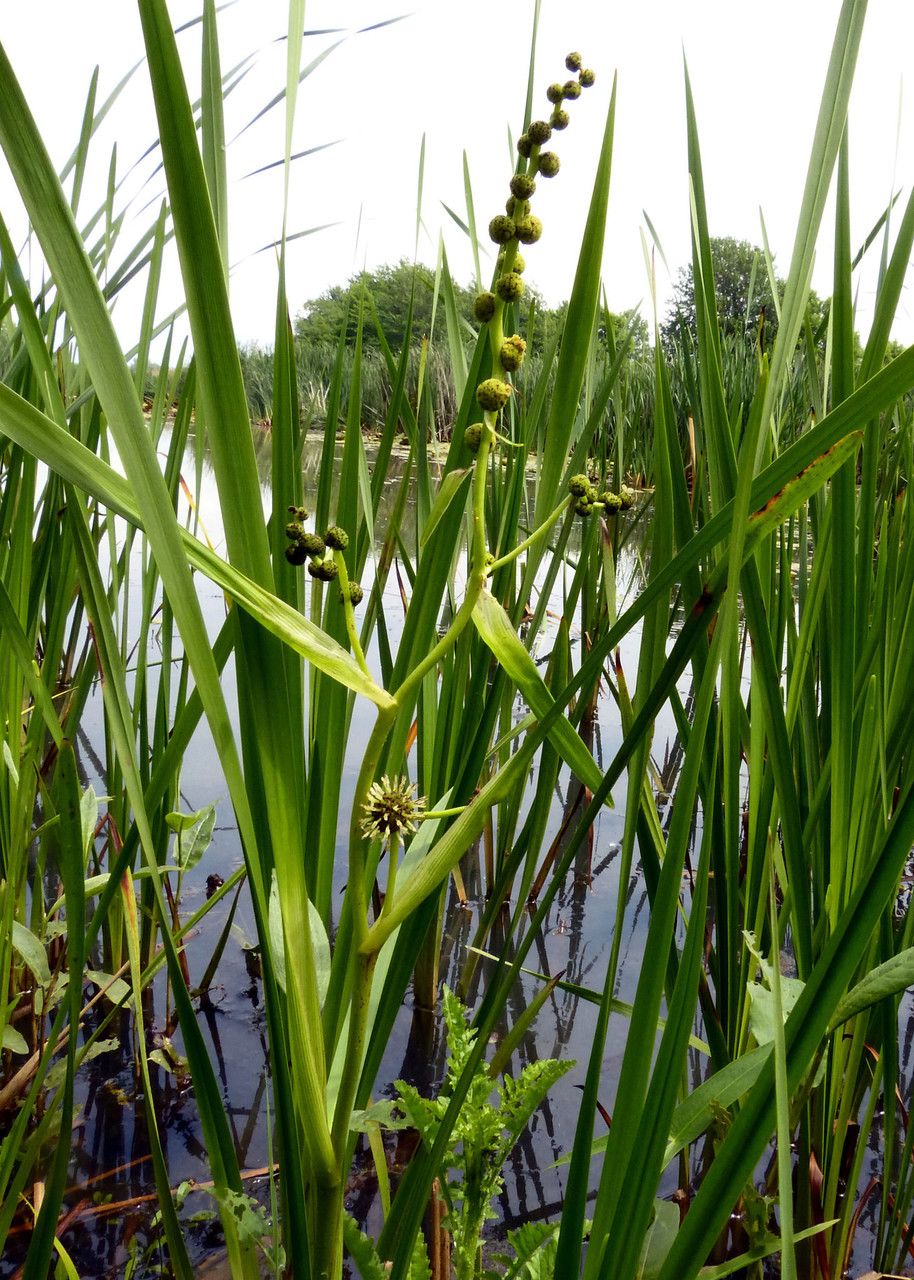 Sparganium androcladum habit