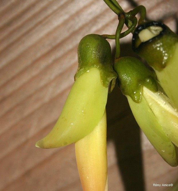 Mucuna neocaledonica fruit