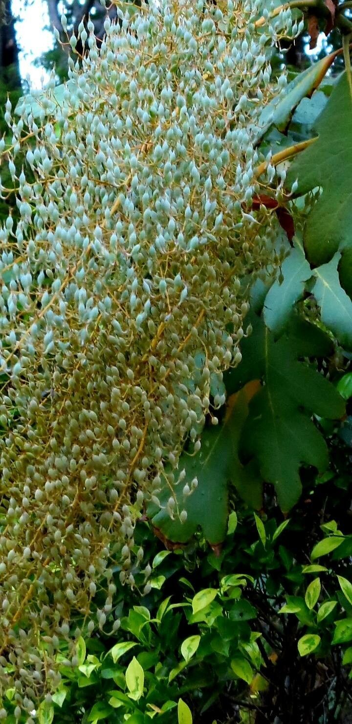 Bocconia frutescens flower