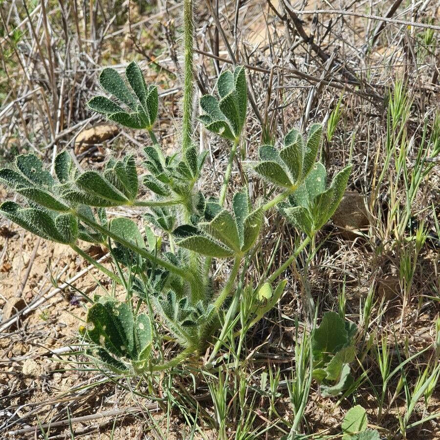 Lupinus hirsutissimus — clay tolerant houseplant