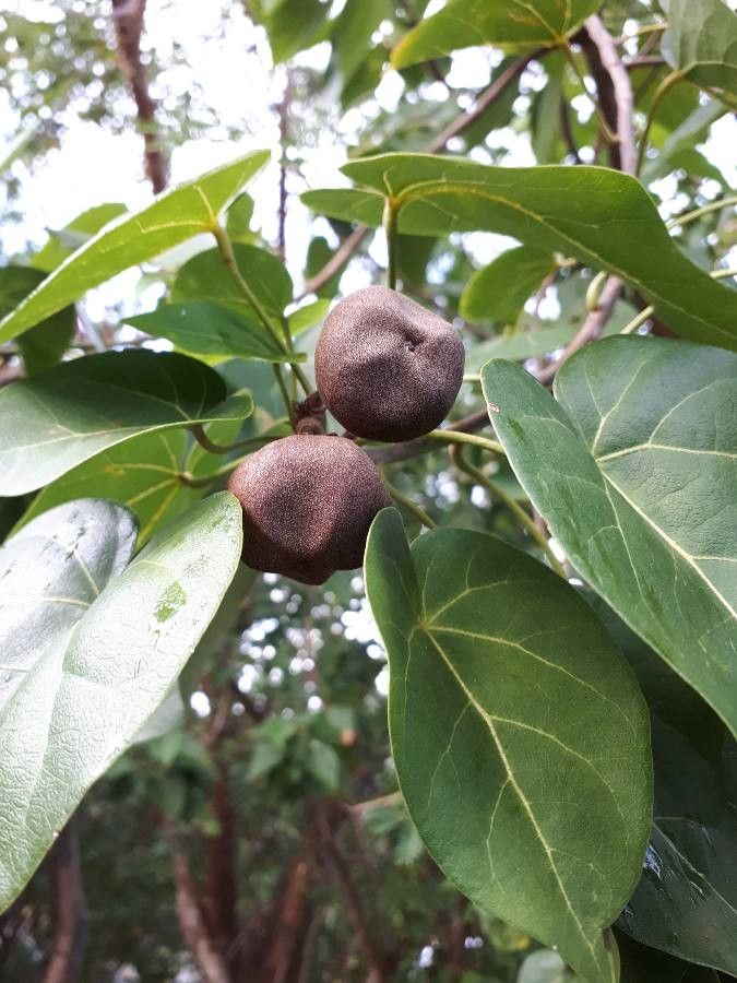 Thespesia populneoides flower
