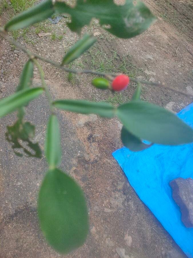 Pothos scandens leaf