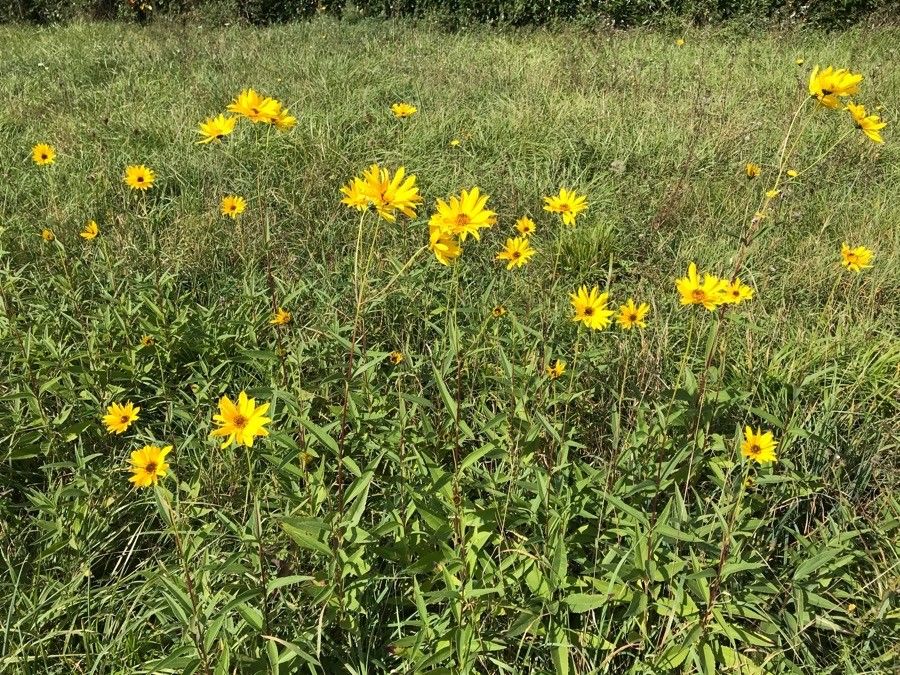 Helianthus × laetiflorus habit