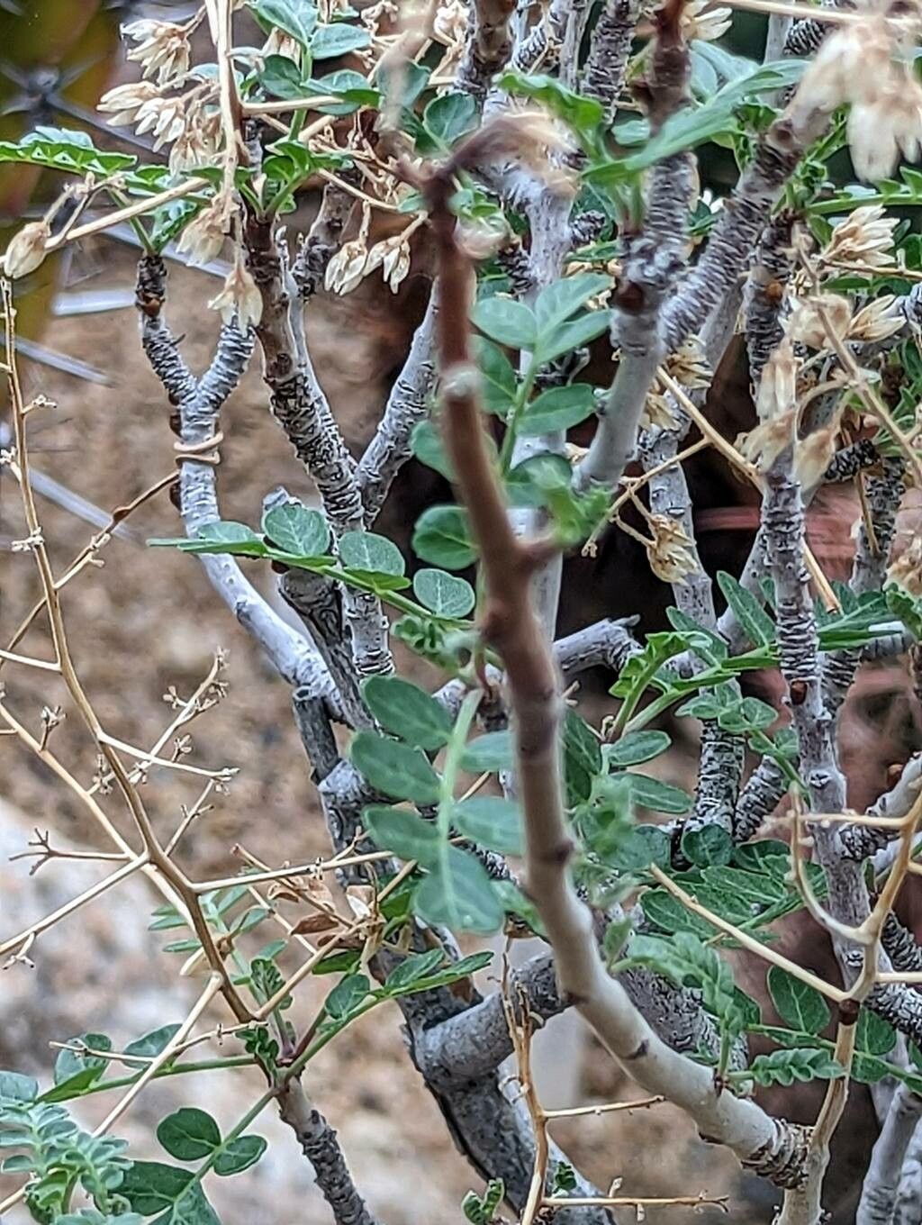 Pachycormus discolor leaf