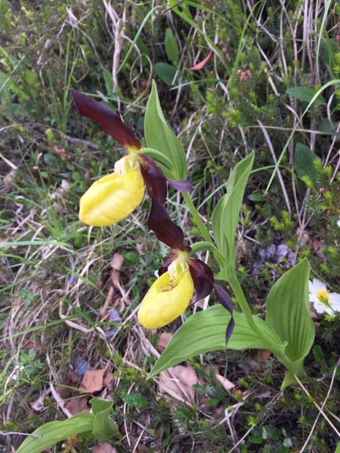 Cypripedium calceolus flower