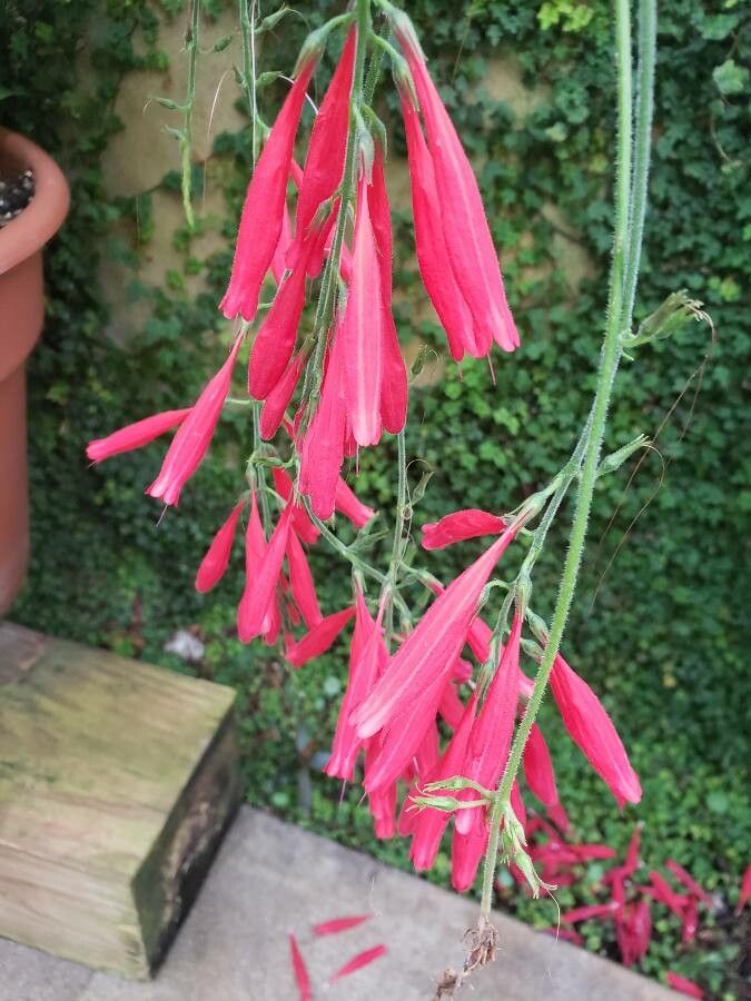 Odontonema schomburgkianum flower