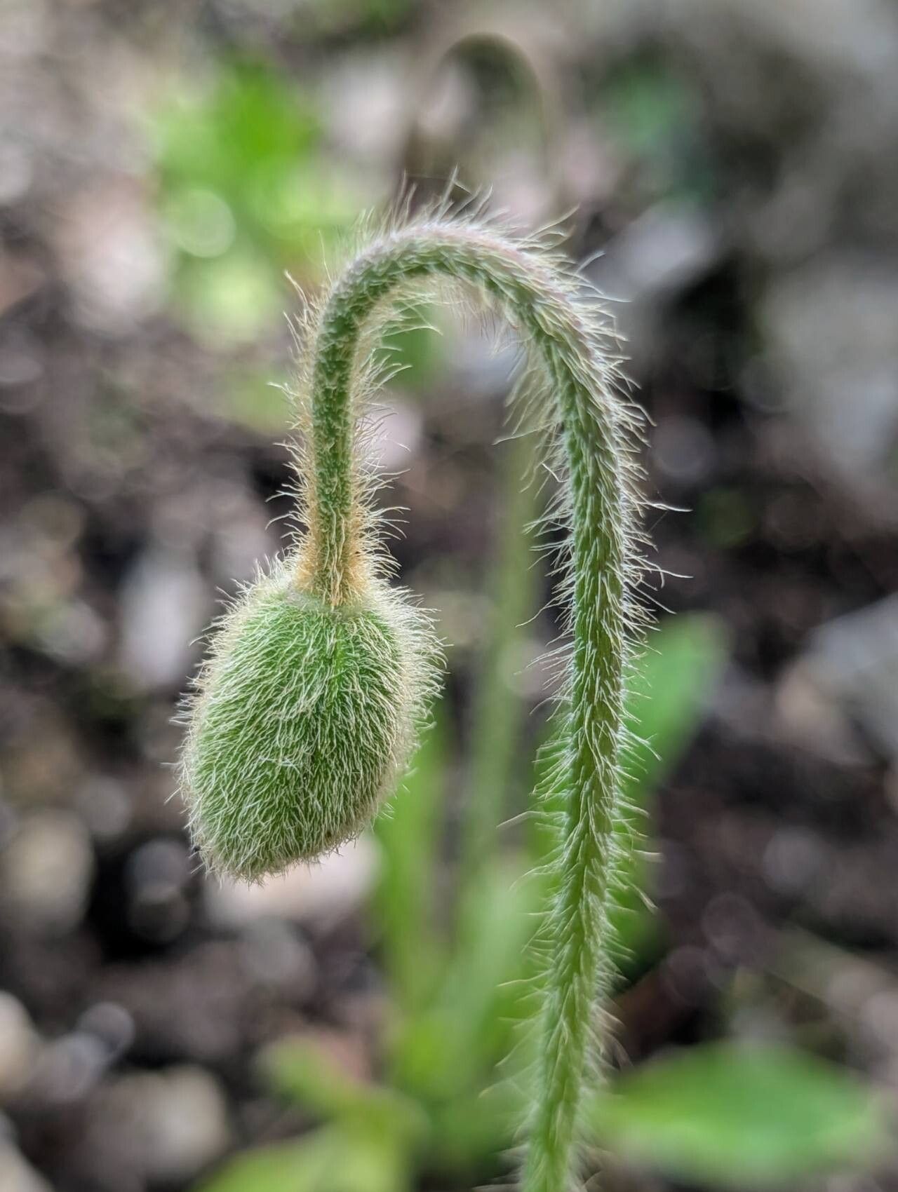 Meconopsis punicea other