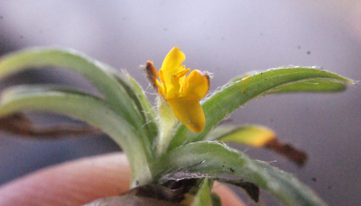 Hypoxis angustifolia habit