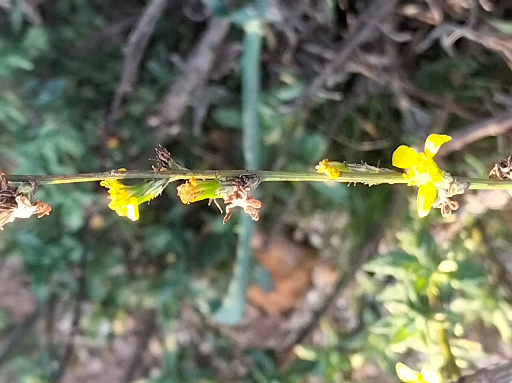 Senecio pubigerus flower