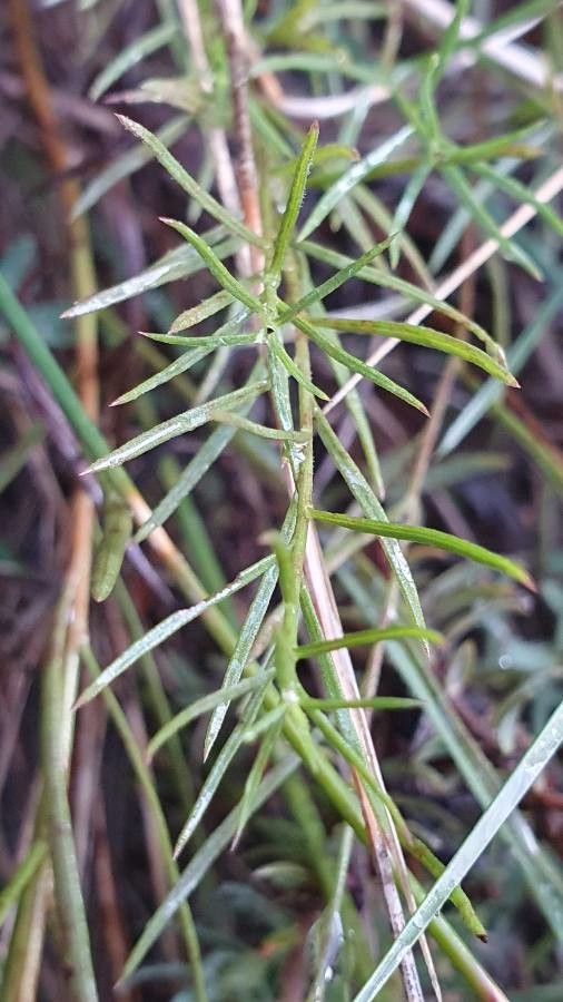 Galatella linosyris — search result for 'Czech Republic'