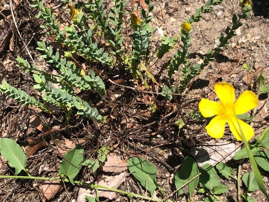Hypericum olympicum leaf