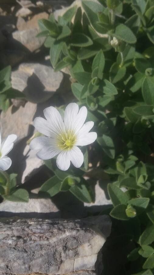 Cerastium alpinum flower