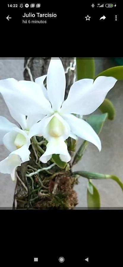 Cattleya nobilior flower