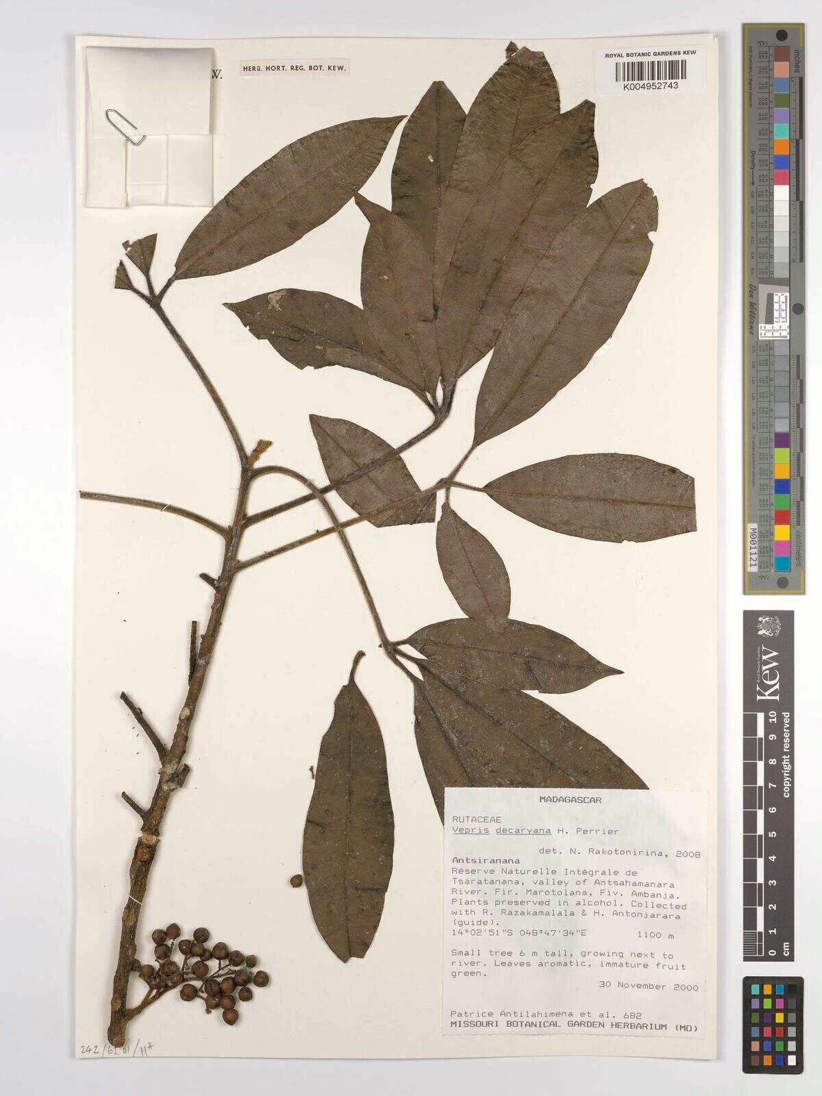 Vepris decaryana — search result for 'Vepris'