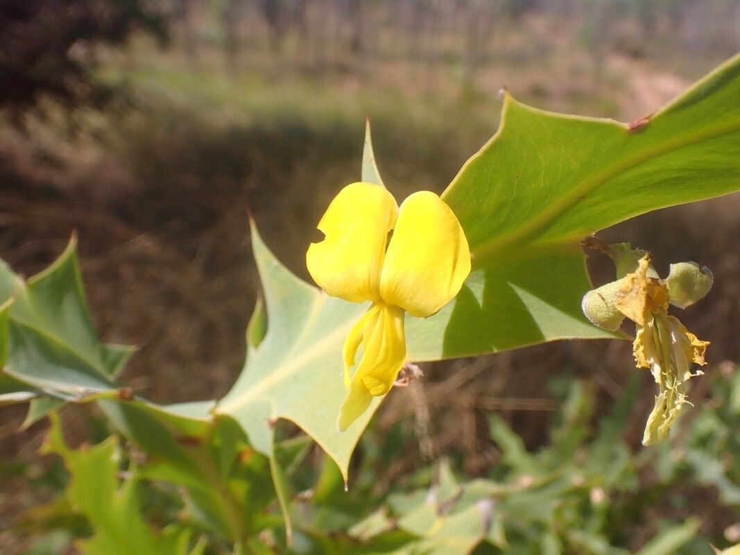 Bossiaea bossiaeoides flower