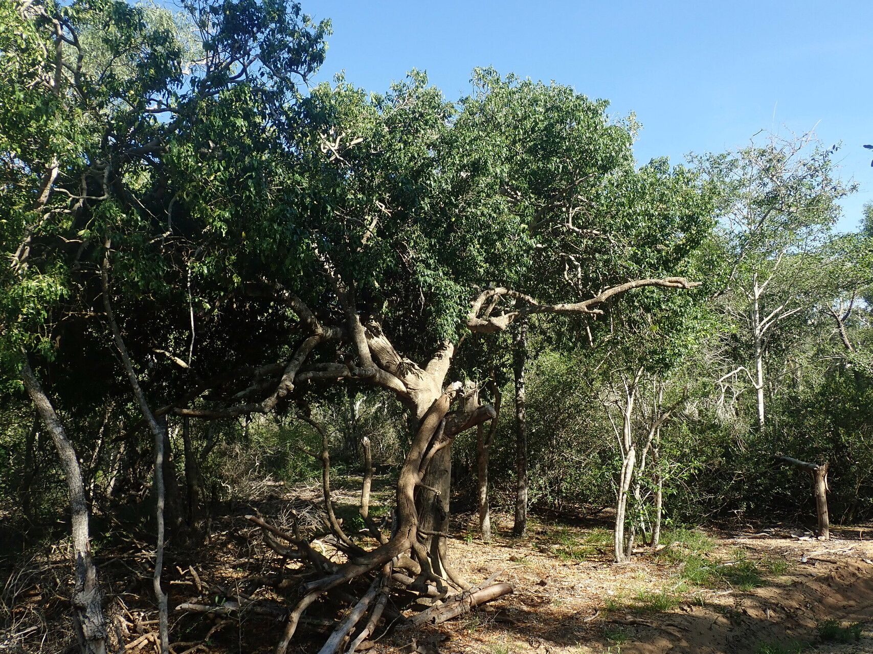 Olax lanceolata habit