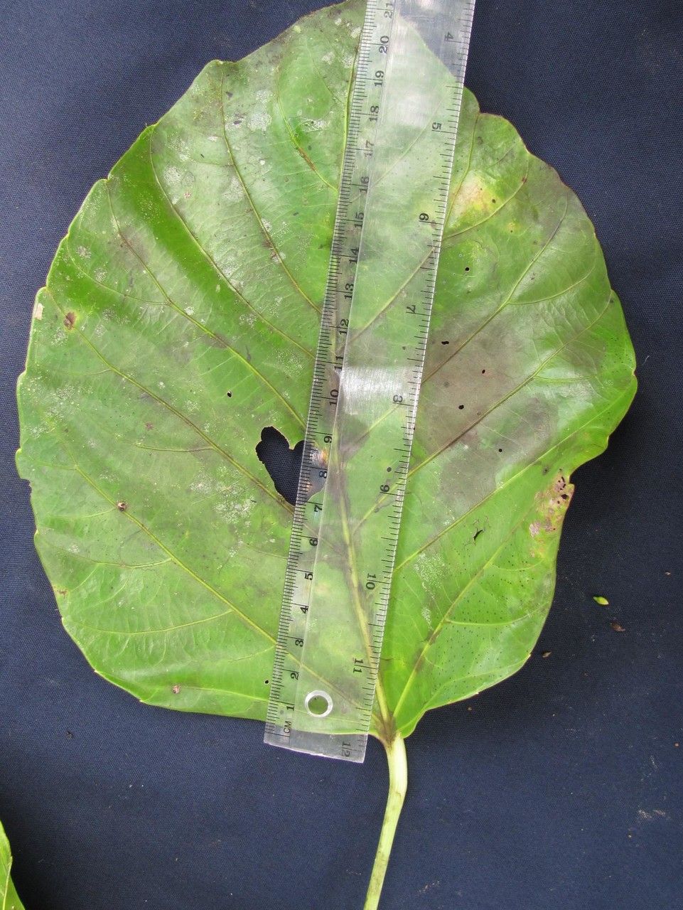 Dendropanax sessiliflorus other