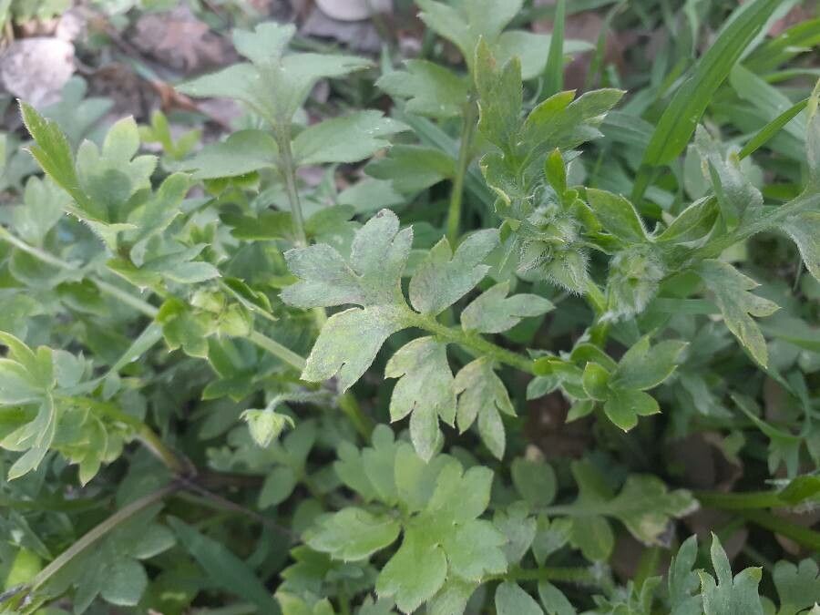 Nemophila phacelioides leaf
