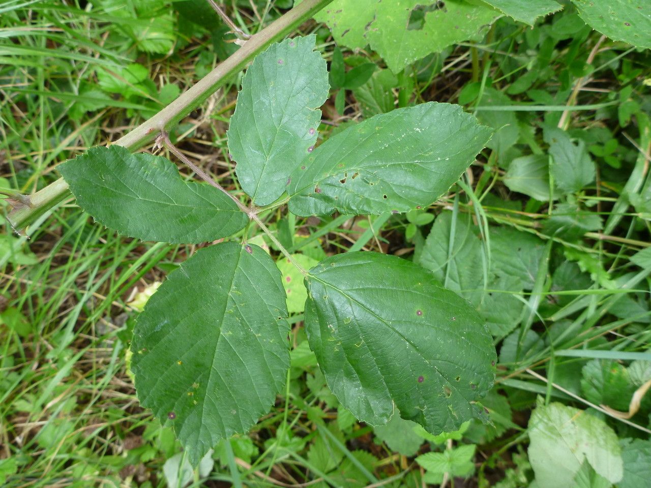 Rubus flaccidus leaf