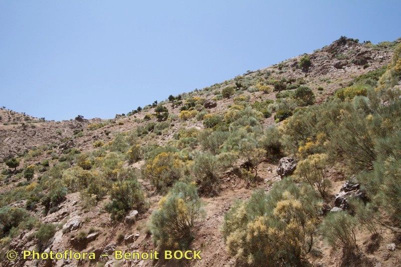 Retama dasycarpa habit