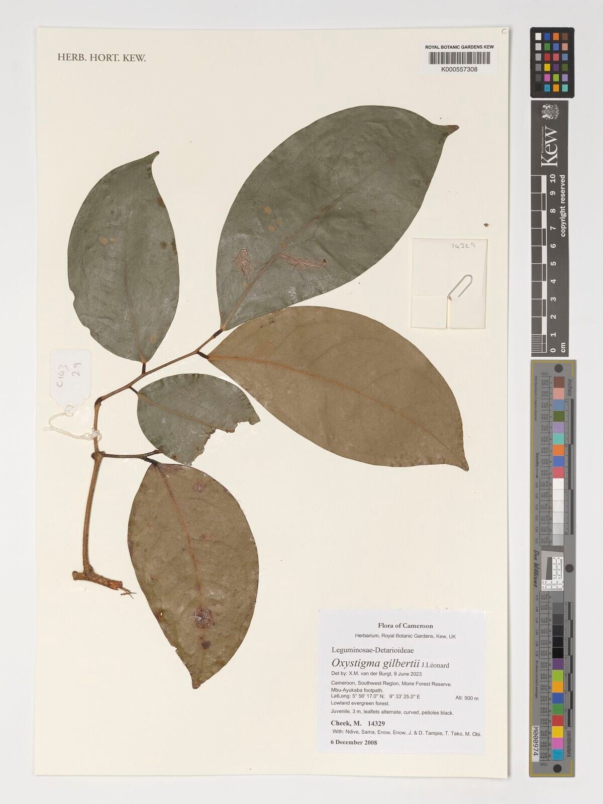 Prioria gilbertii other