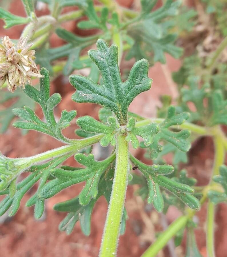 Junellia crithmifolia — related species from the same genus