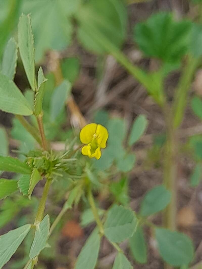 Medicago laciniata flower