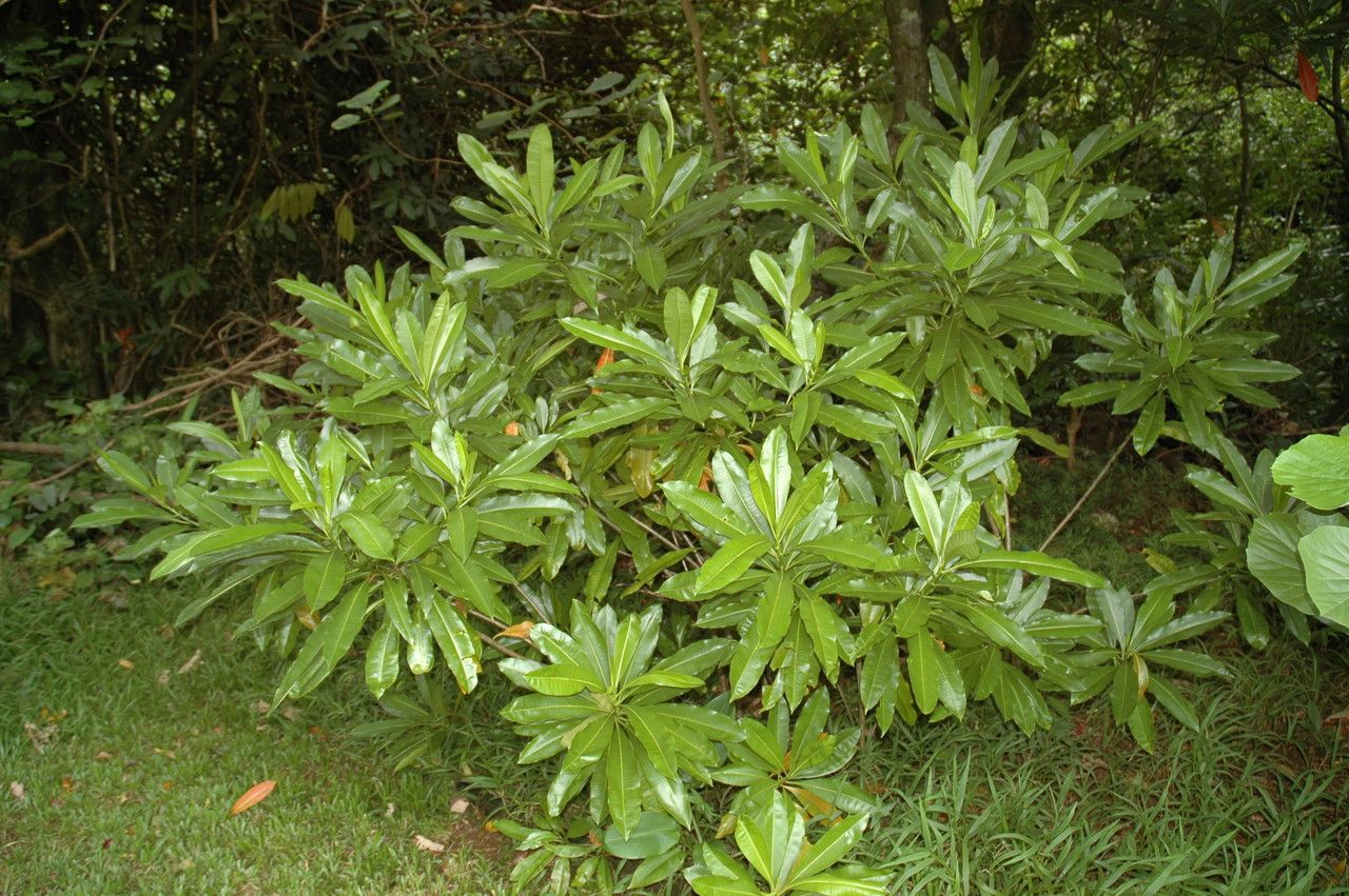 Pisonia brunoniana habit