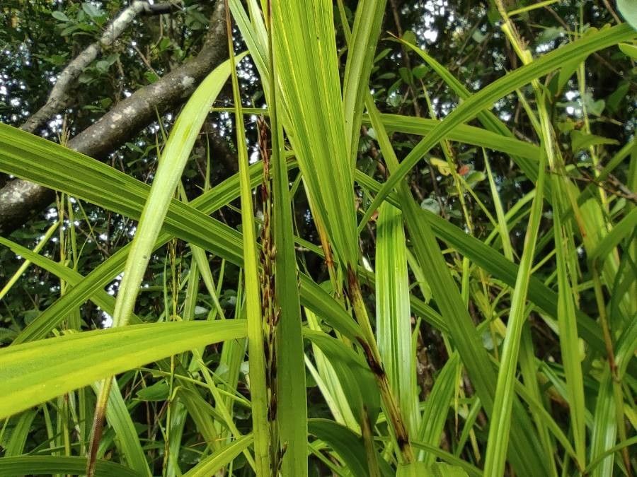 Scleria gaertneri flower