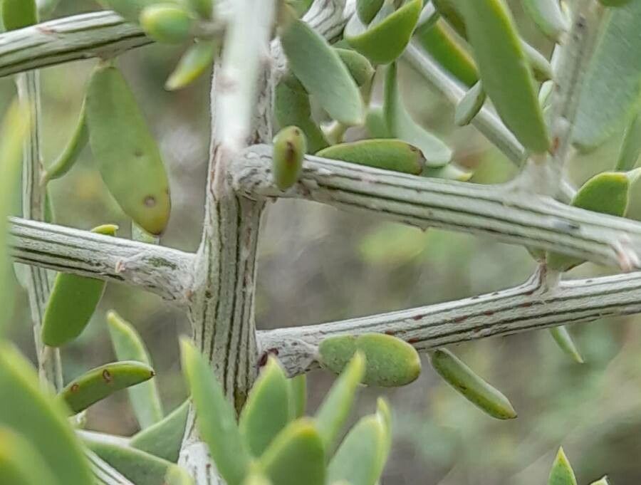 Cyclolepis genistoides bark
