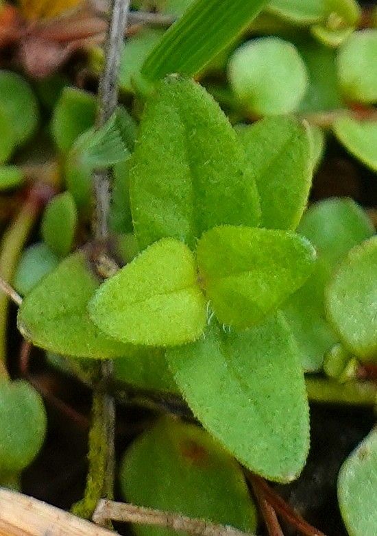 Scutellaria minor — houseplant care guide