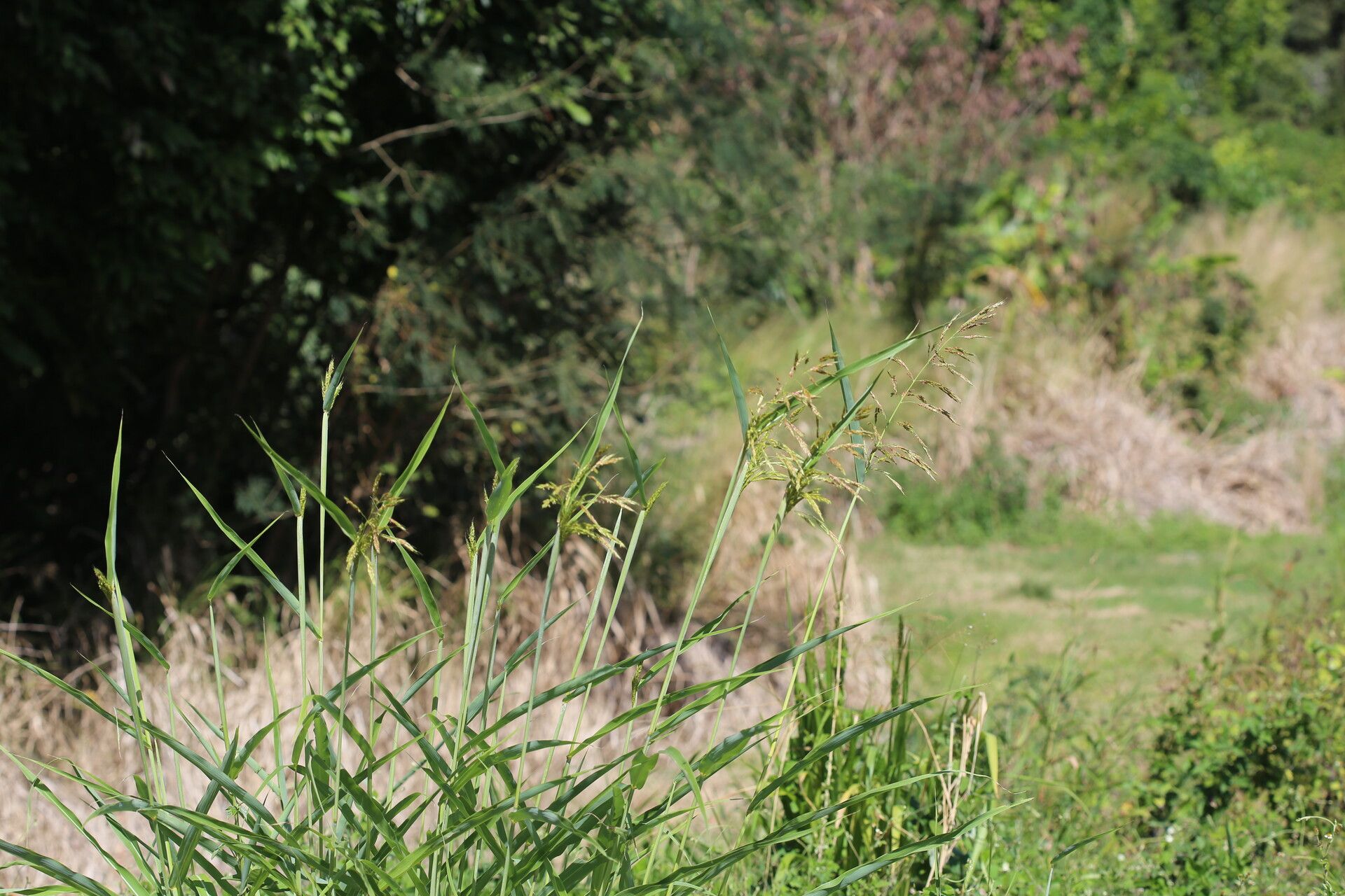 Sorghum verticilliflorum habit