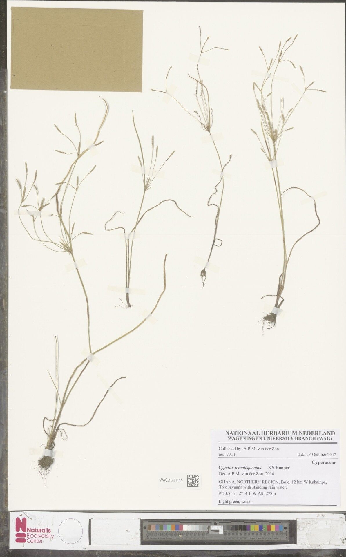 Cyperus remotispicatus — houseplant care guide