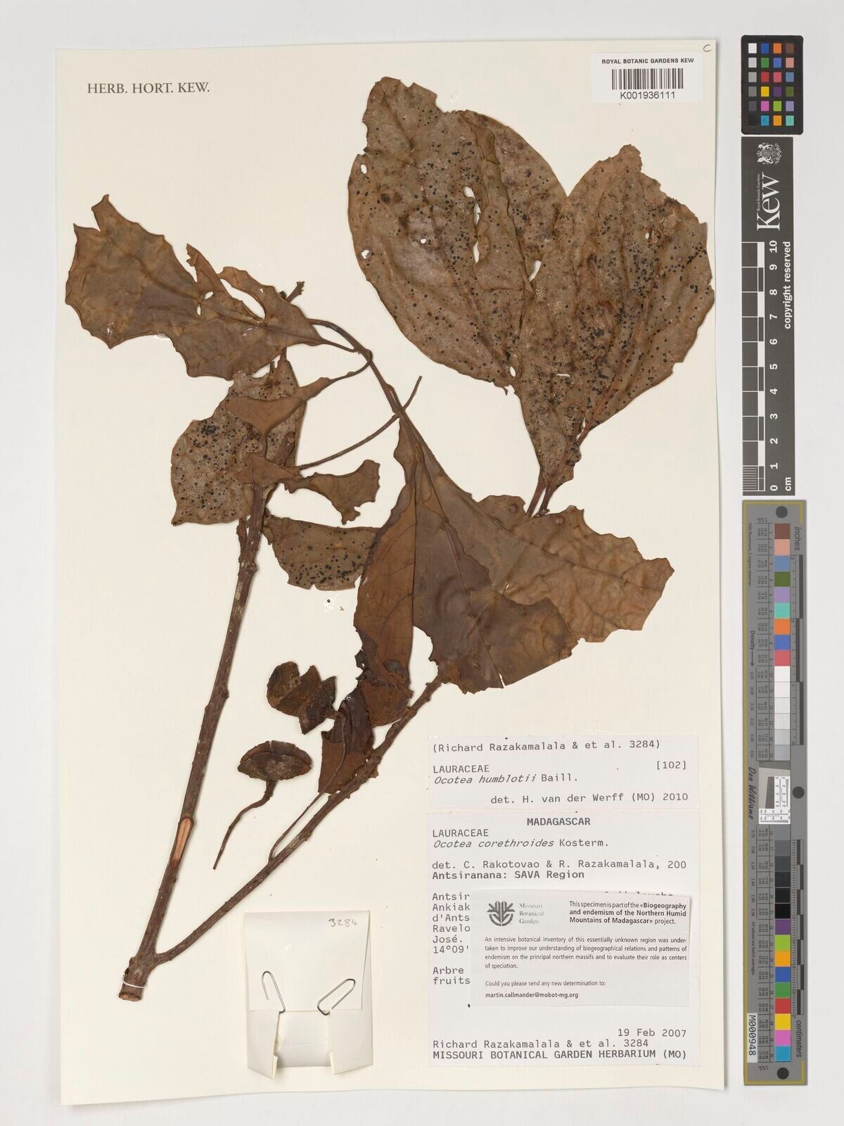 Ocotea humblotii — houseplant care guide