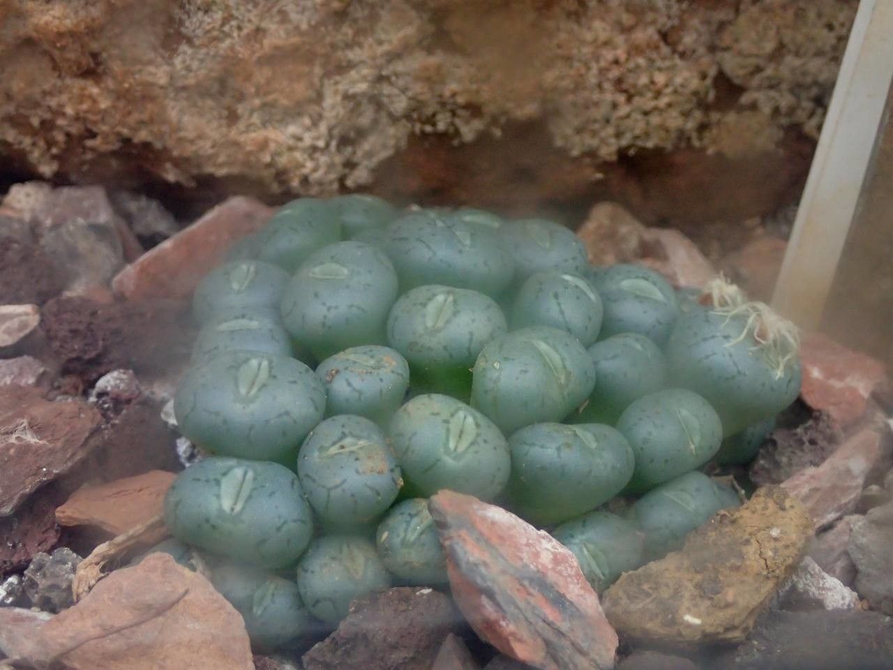 Conophytum minimum fruit