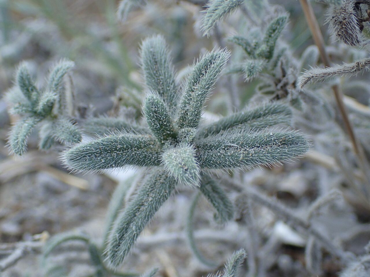 Echium angustifolium