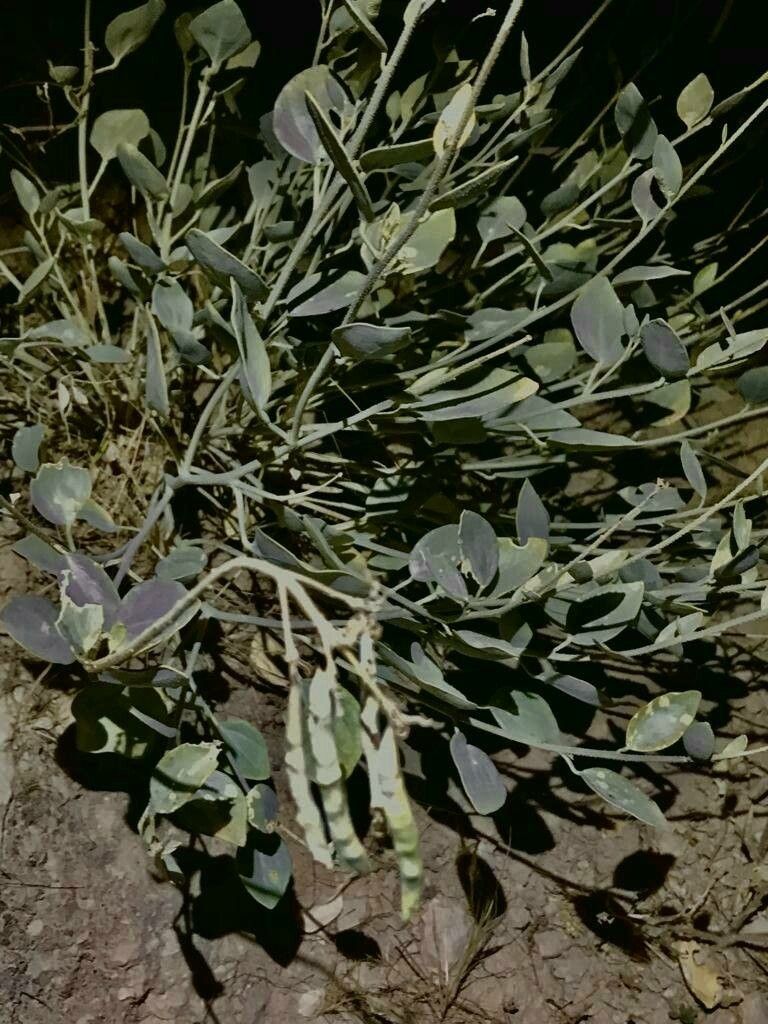 Cleome coluteoides fruit