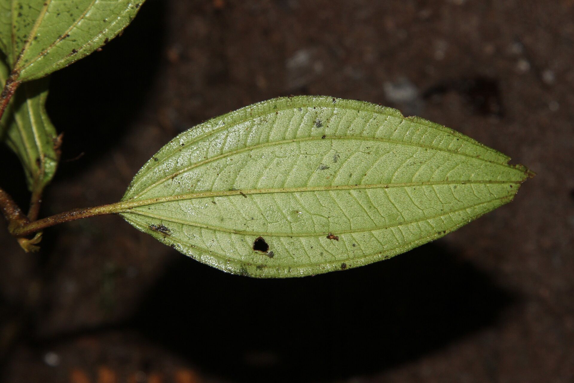 Tristemma camerunense — related species from the same genus