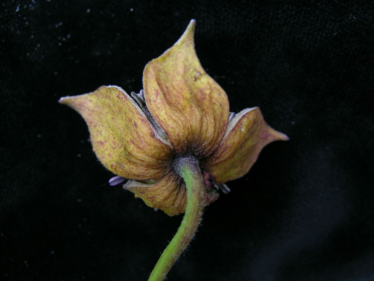 Clematis brevipes — search result for 'Clematis'