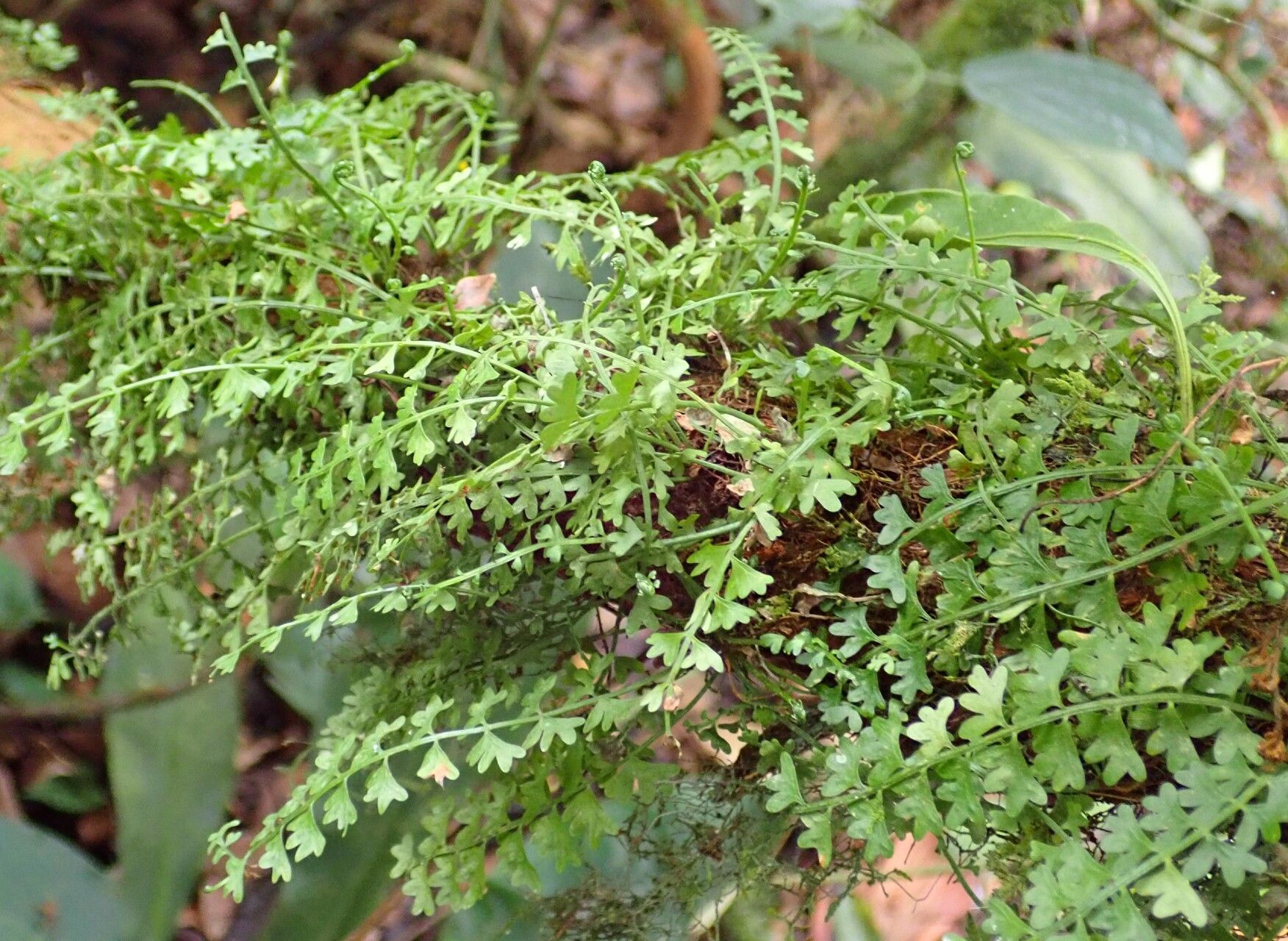 Asplenium sandersonii habit