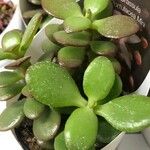 Crassula ovata