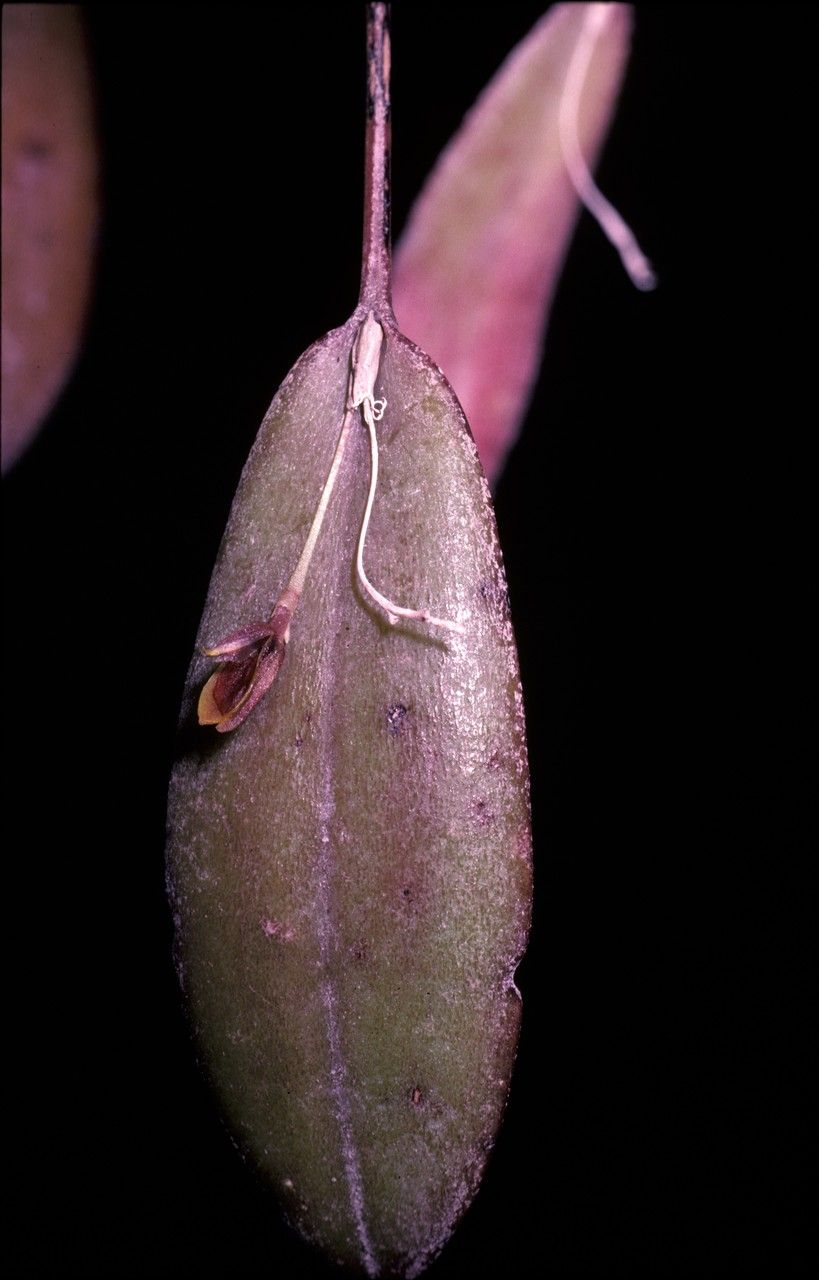 Acianthera fockei — houseplant care guide