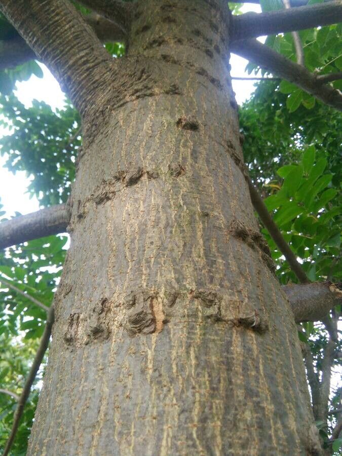 Spondias pinnata bark