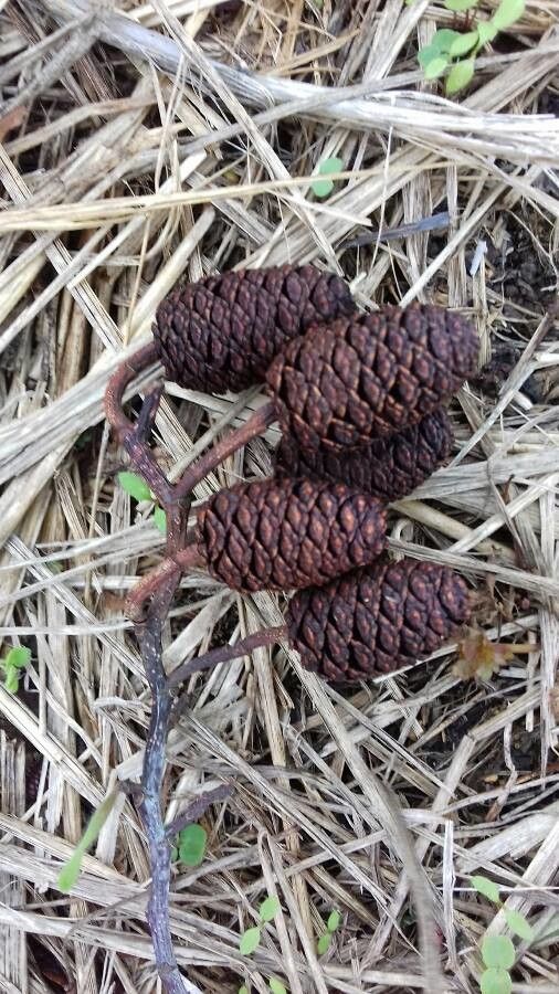 Nypa fruticans fruit