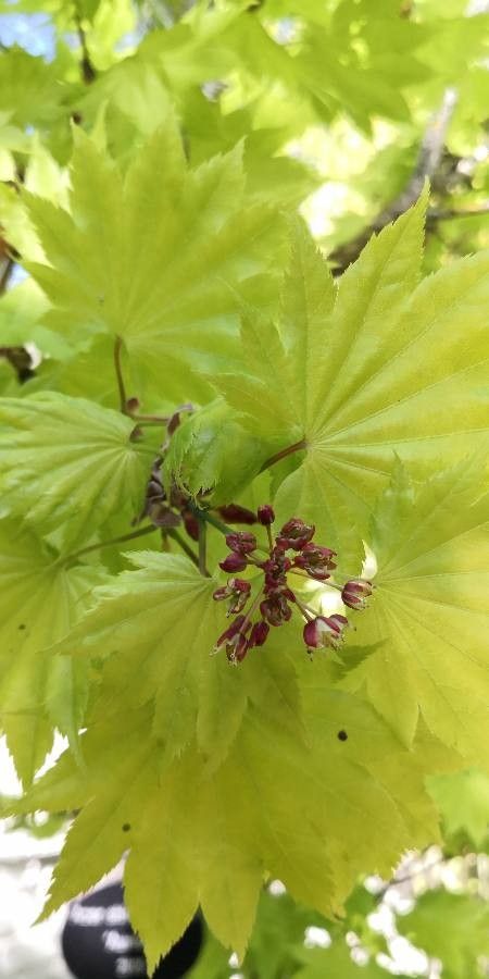 Acer shirasawanum flower