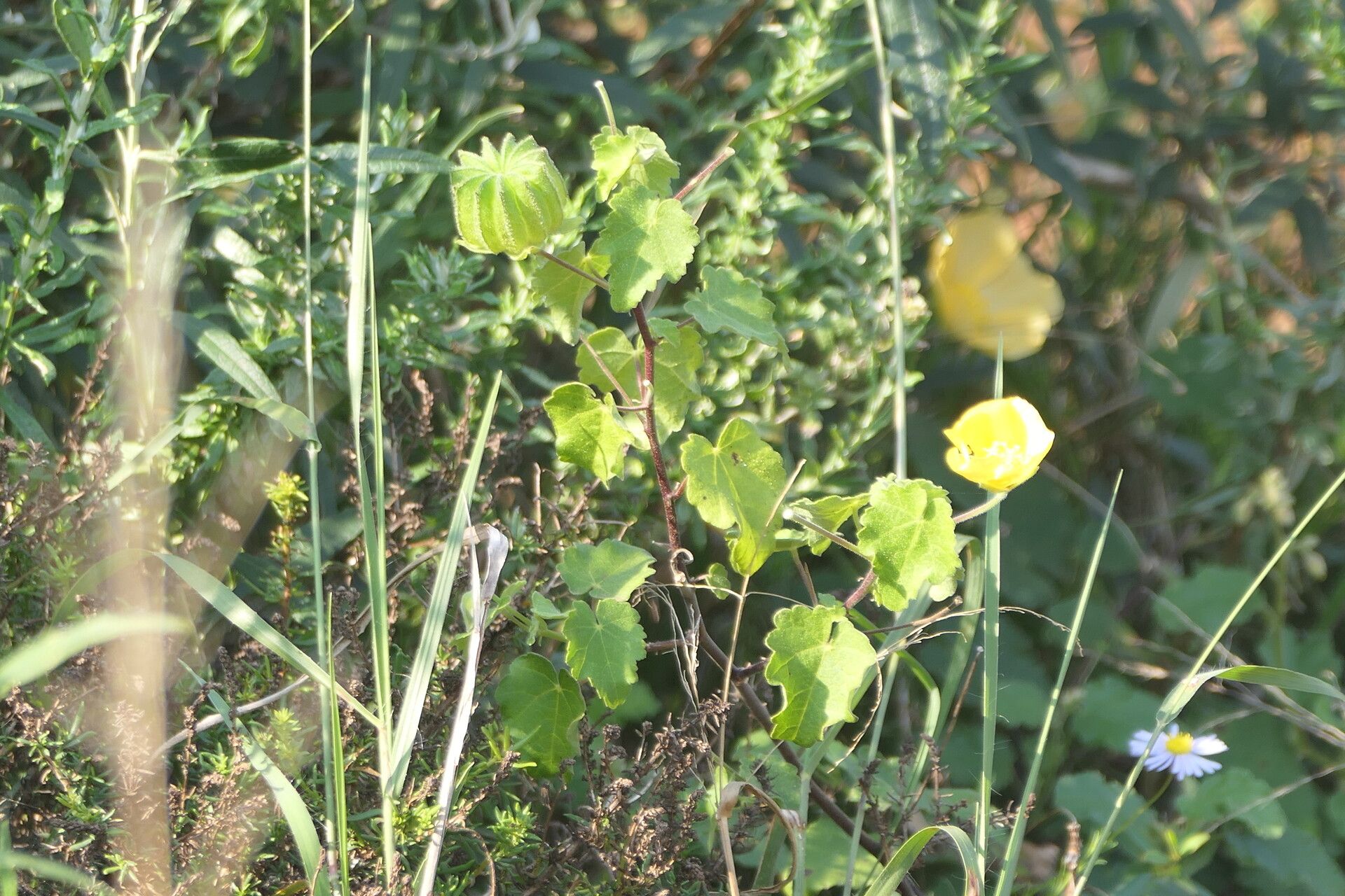 Pavonia praemorsa — search result for 'Pavonia'